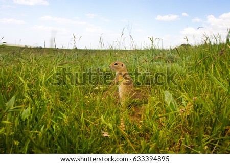 Cute animal. Ground Squirrel
Anatolian Souslik Ground Squirrel Spermophilus xanthoprymnus.