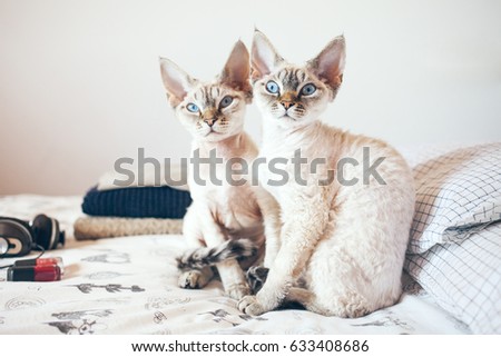 Two adorable cats are sitting on a bed and looking at you. Cat breeds, indoor pet. Cozy home background with funny pets. Two cats is better than one