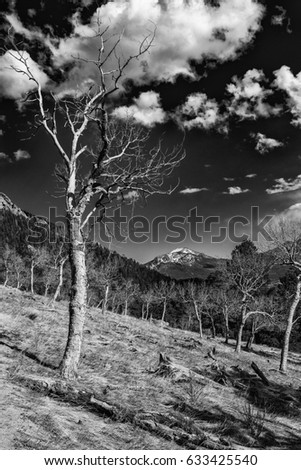 Black and white photo of a bare tree in front of mountains