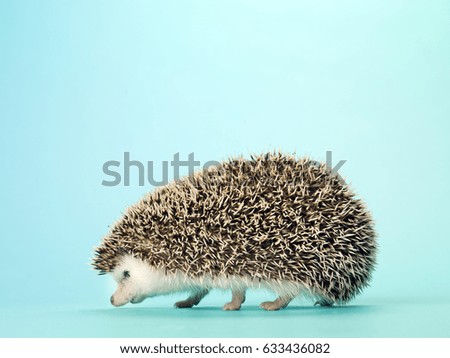 Hedgehog isolated on blue background 