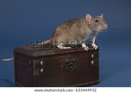 The brown  rat sits on a chest having extended the head and a nose forward on a blue background.