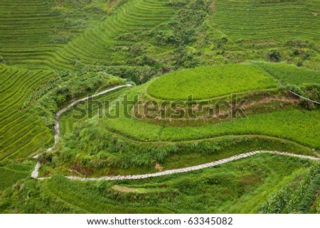 Paddy terraces