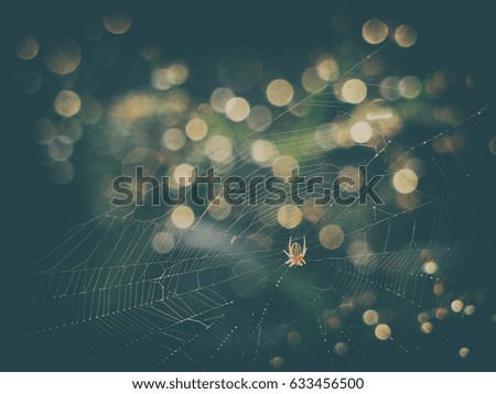 Close up of a spider on the web with a victim and bokeh light abstract background. Dirt vintage film dust style color effect. Nature image for concept design.