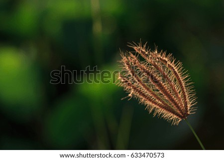 The grass flower that receives light from the sun until the details are blurred green background.
