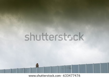 Lonely bird on iron fence against dark sky. Concept of sadness