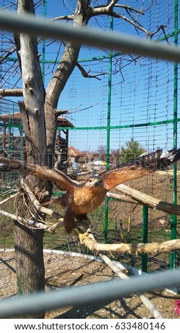 In the zoo in a cage on a tree branch sits an eagle with large wings