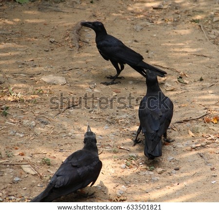 Three crow birds are looking for food.