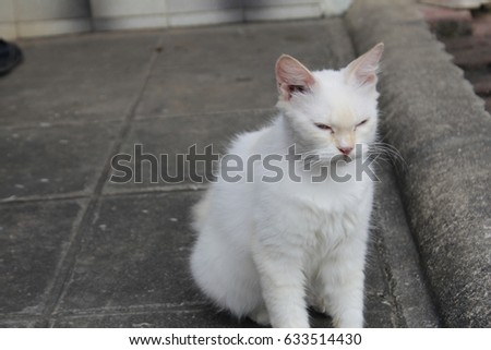 White cat sitting on the floor.