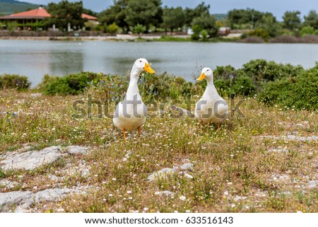 Two white  ducks with a lake at the background