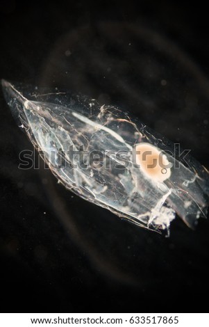 Ctenophora (zooplankton) under the microscope.