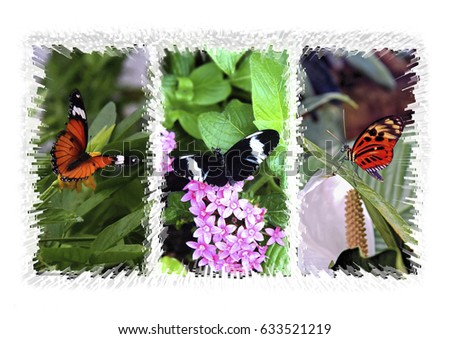 Rare Butterfly Triptych