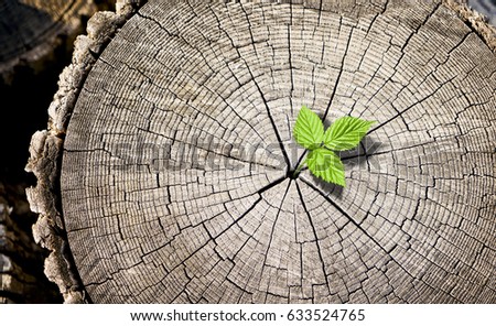 New growth from old concept. Recycled tree stump growing a new sprout or seedling. Aged old log with warm gray texture and rings. Young tree with green leaves and tender shoots. Royalty-Free Stock Photo #633524765
