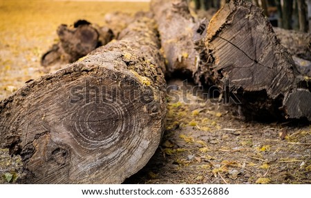 Timber.lumber.cut tree wood sawed in half pile lumber yard bark rings saw outdoor.Saw timber placed on the floor.
