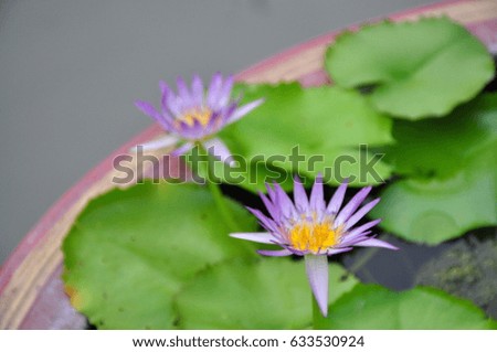 Purple Lotus in Thailand 
