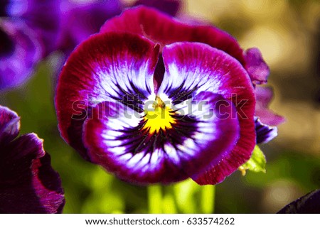 purple pansies flower in the garden at sunny day, pansy viola flower.