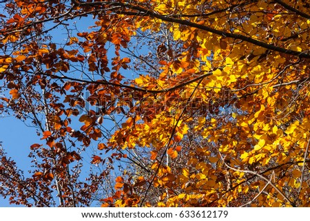 bright sunshine with warm temperature on a november day show extreme attractive colors of trees leafs and forest in landscape of south germany