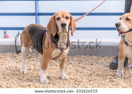 English Beagle