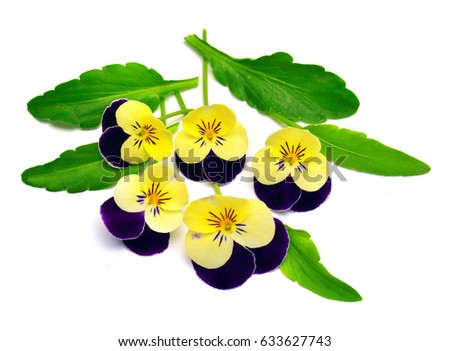 Yellow flowers pansy with leaf isolated on white background. Flat lay, top view