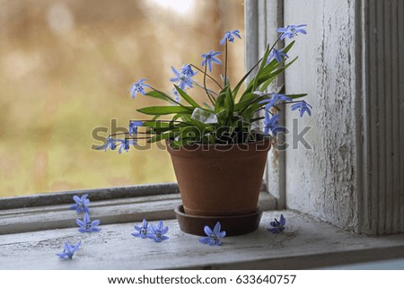 Still life with blue flowers. Clay pot with flowers standing on white window.