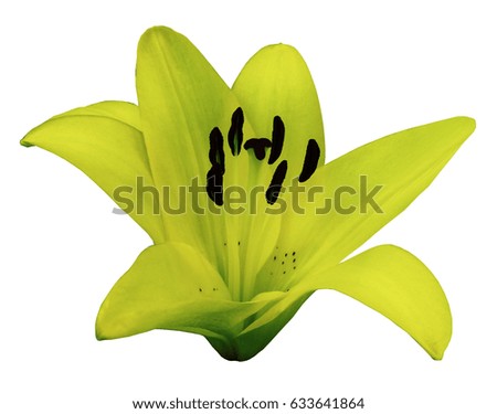 Yellow Lily flower.  White isolated background with clipping path.   Closeup.  no shadows.  For design.  Nature.