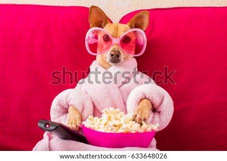 chihuahua dog watching tv or a movie sitting on a red sofa or couch  with remote control changing the channels with popcorn Royalty-Free Stock Photo #633648026