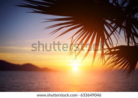 branch of a palm tree at sunset