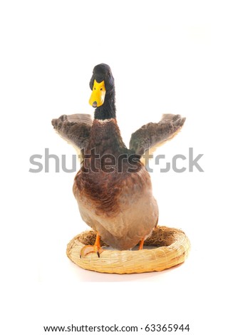  duck on a white background