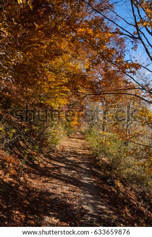 bright sunshine with warm temperature on a november day show extreme attractive colors of trees leafs and forest in landscape of south germany