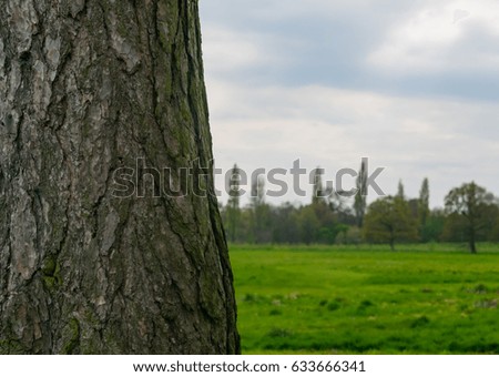 Tree landscape