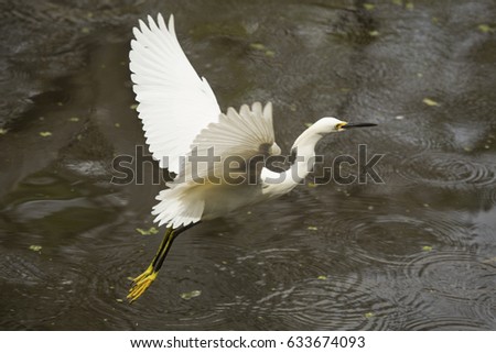 Snowy egret, Egretta thula, with yellow feet dangling while flying low over a pond at Corkscrew Swamp in the Florida Everglades.