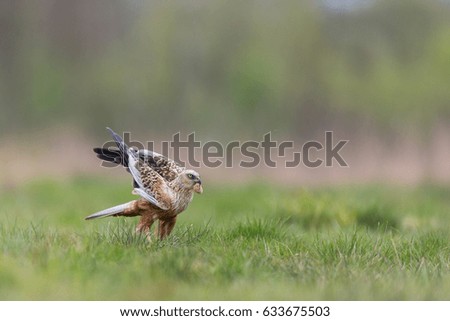 Birds of prey - Marsh Harrier (Circus aeruginosus)