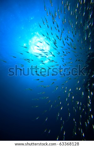 Group of small fish under sea Royalty-Free Stock Photo #63368128