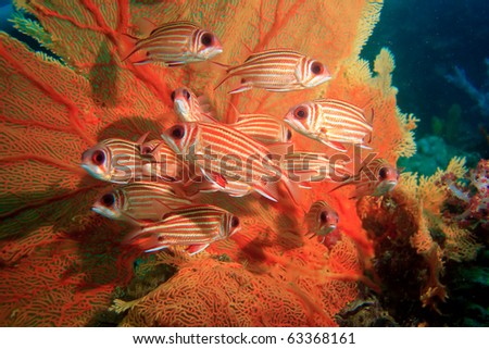 A group of squirrel fish and sea fan Royalty-Free Stock Photo #63368161