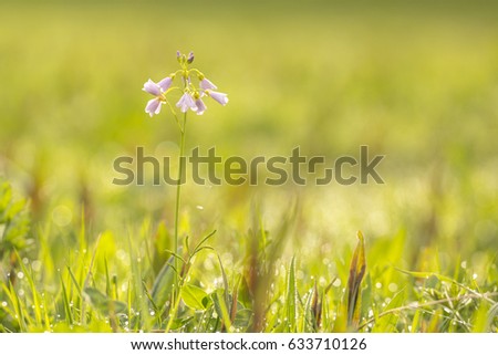 Cuckooflower, Cardamine pratensis, blooming in a wet and fresh meadow during spring. This plant is a host plant for the orange tip butterfly (Anthocharis cardamines).
