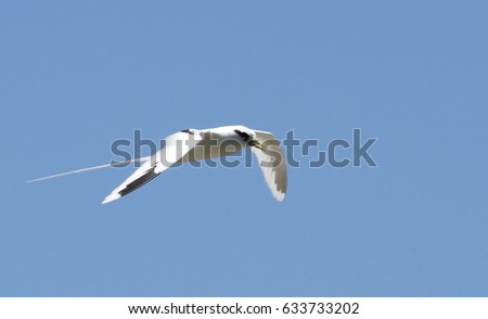 White-tailed tropicbird Phaeton lepturus Royalty-Free Stock Photo #633733202