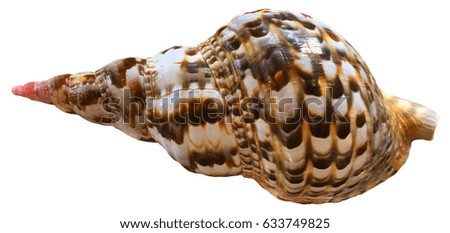 Isolated Seashell