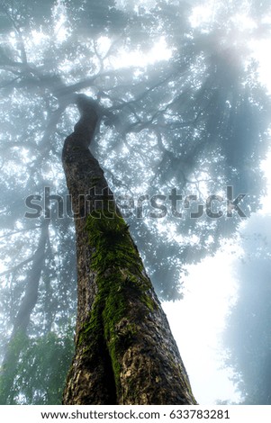 Big tree In the mist