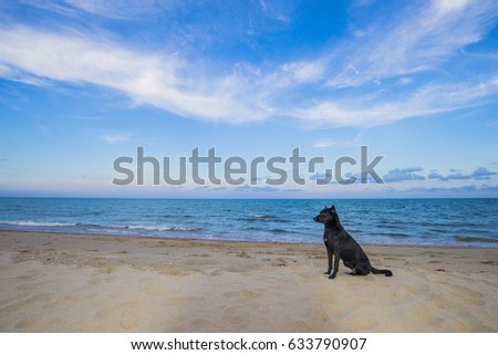Black dog sitting on the beach by the sea and behind the sea and blue sky.