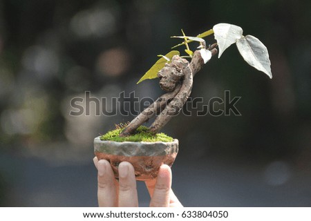 miniature bonsai small tree on hand