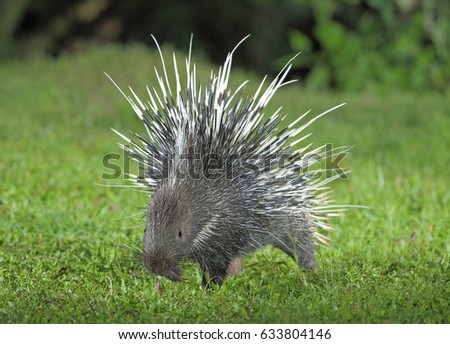 Malayan porcupine, Himalayan porcupine, Large porcupine