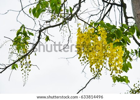 Cassia fistula. Thai golden flowers. Yellow bouquet. Thailand national flowers. Blooming flowers in summer of Thailand. Koon flowers.