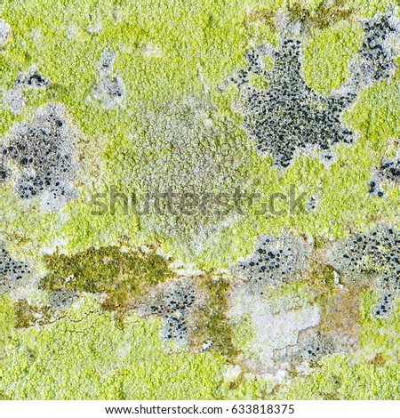 abstract background. Multicolored patches of lichens on smooth bark of maple tree. The pattern formed by the contours of lichens on tree bark. Lichen on tree bark texture closeup