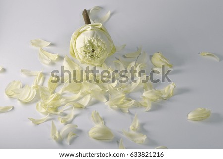 white lotus petals isolated on white background