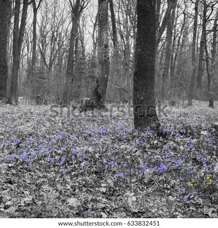 forest glade spring early flowers. A carpet of Siberian Squill. Square frame