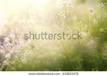 A colorful grass flower and light.