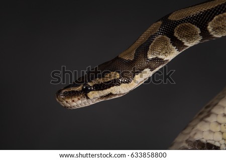 Snake a boa of brown color with yellow and black spots on a black background.