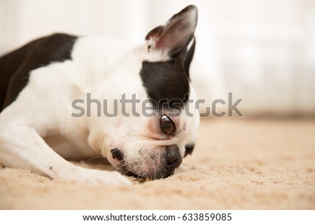Dog / Boston terrier 