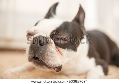Dog / Boston terrier 