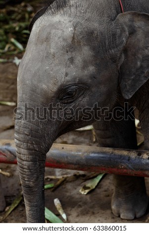 An adorable baby Asian elephant in the elephant camp of Thailand