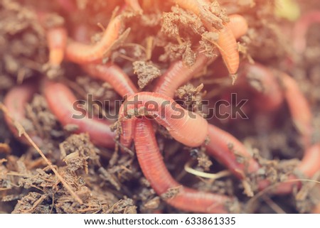 Many living earthworms for fishing in the soil, background Royalty-Free Stock Photo #633861335